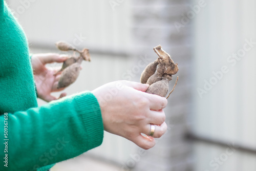Εκτύπωση καμβά A woman gardener plants a dahlia rhizome in the ground in the garden