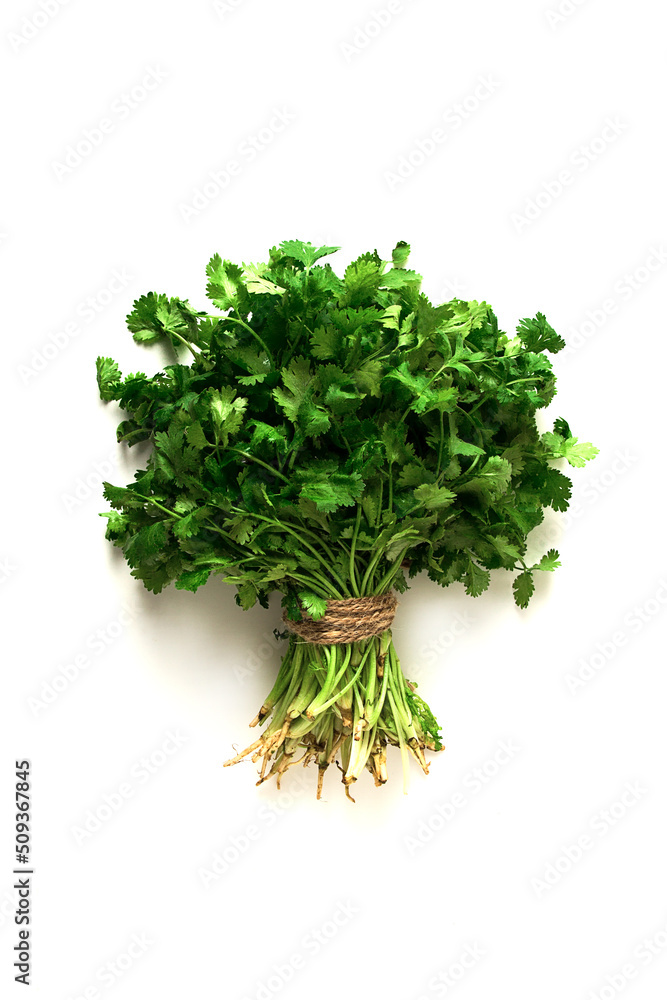 bunch of fresh Cilantro, on a white wooden table, close-up, top view, no people. bunch of fresh Cilantro, on a white wooden table, close-up, top view, no people.