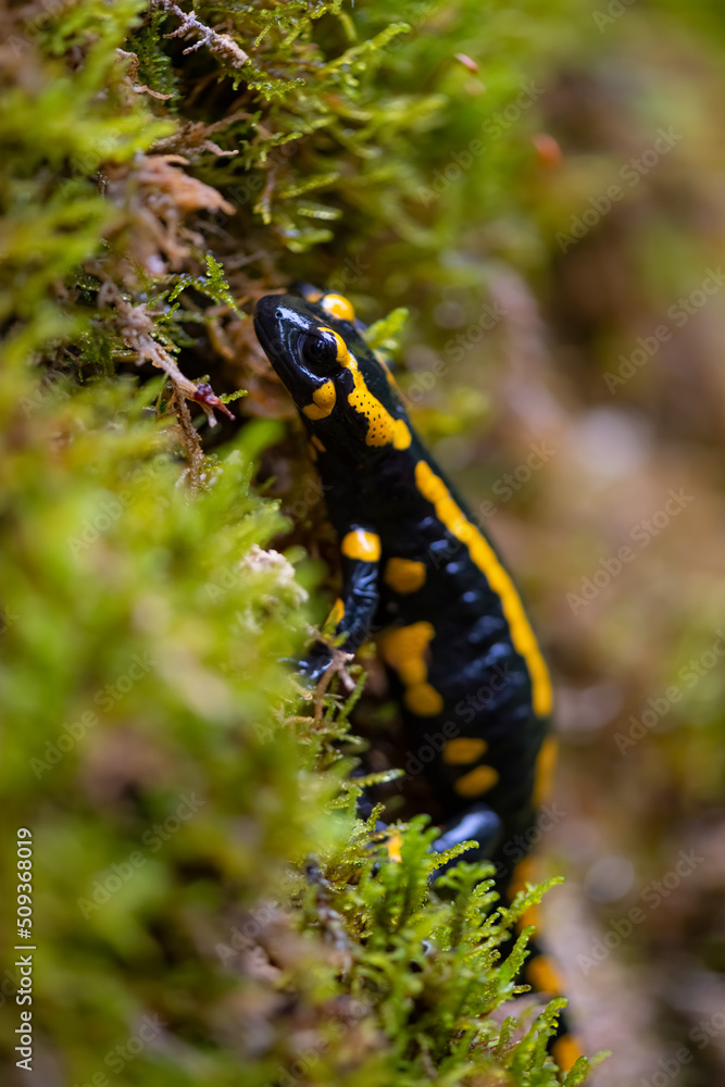 Fire salamander (Salamandra salamandra) is the best-known salamander species in Europe. Macro close up of black and yellow amphibian in wet green moss near “Urbacher Wasserfall“ cascade in Germany. Fire salamander (Salamandra salamandra) is the best-known salamander species in Europe. Macro close up of black and yellow amphibian in wet green moss near “Urbacher Wasserfall“ cascade in Germany.
