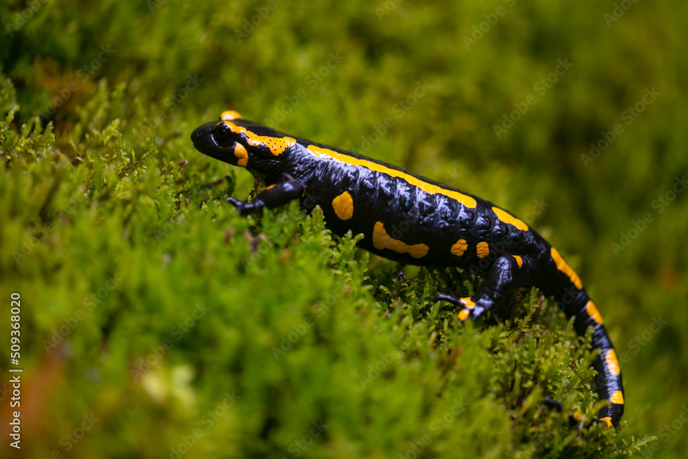 Fire salamander (Salamandra salamandra) is the best-known salamander species in Europe. Macro close up of black and yellow amphibian in wet green moss near “Urbacher Wasserfall“ cascade in Germany. Fire salamander (Salamandra salamandra) is the best-known salamander species in Europe. Macro close up of black and yellow amphibian in wet green moss near “Urbacher Wasserfall“ cascade in Germany.
