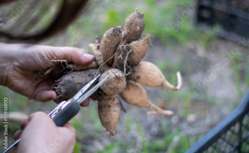 The gardener sorts out dahlia tubers. Plant root care. Dahlia tubers on the ground before planting. Planting a sprouted dahlia tuber with shoots in a spring flower garden. photo