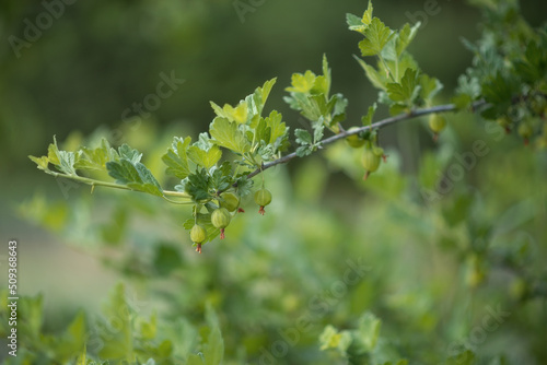 Photo of a green gooseberry branch in the garden.