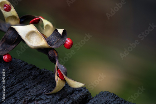 Red sandalwood tree on nature background. photo