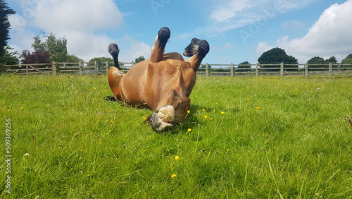 Beautiful bay horse enjoying rolling on grass in her field in rural Shropshire, appearing to be smiling happily as she scratches an itch and has fun rolling around,  photo