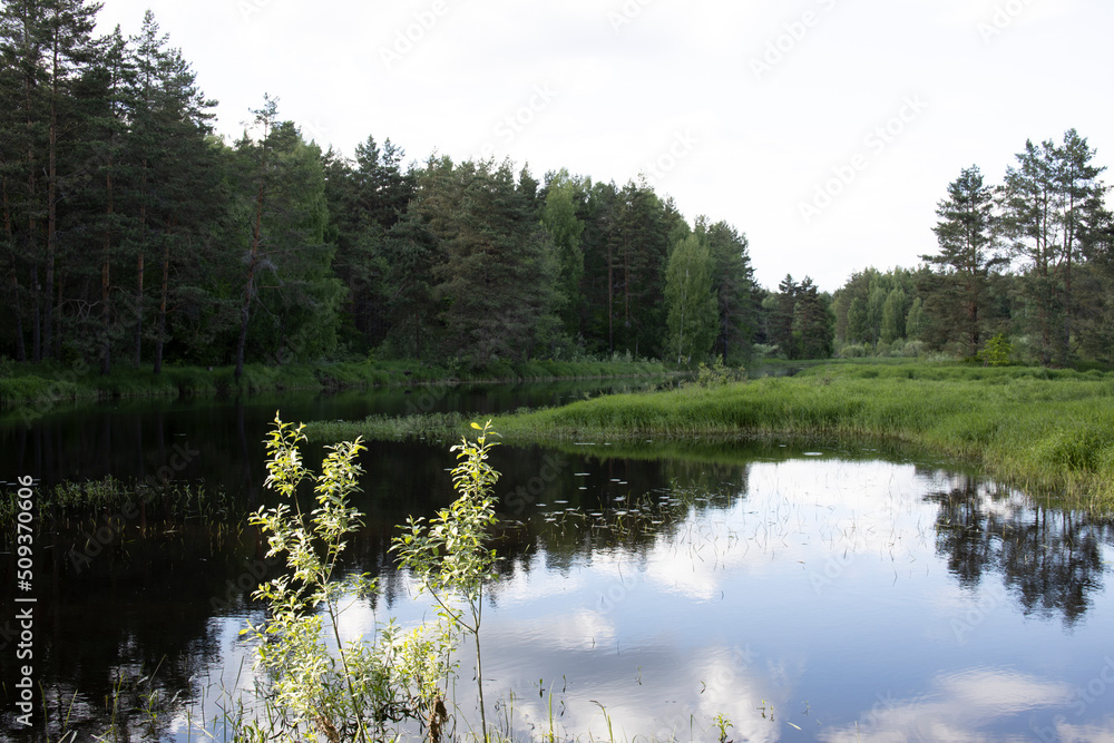 Bright sunny landscape near the river. The sun's rays illuminate the young greens.