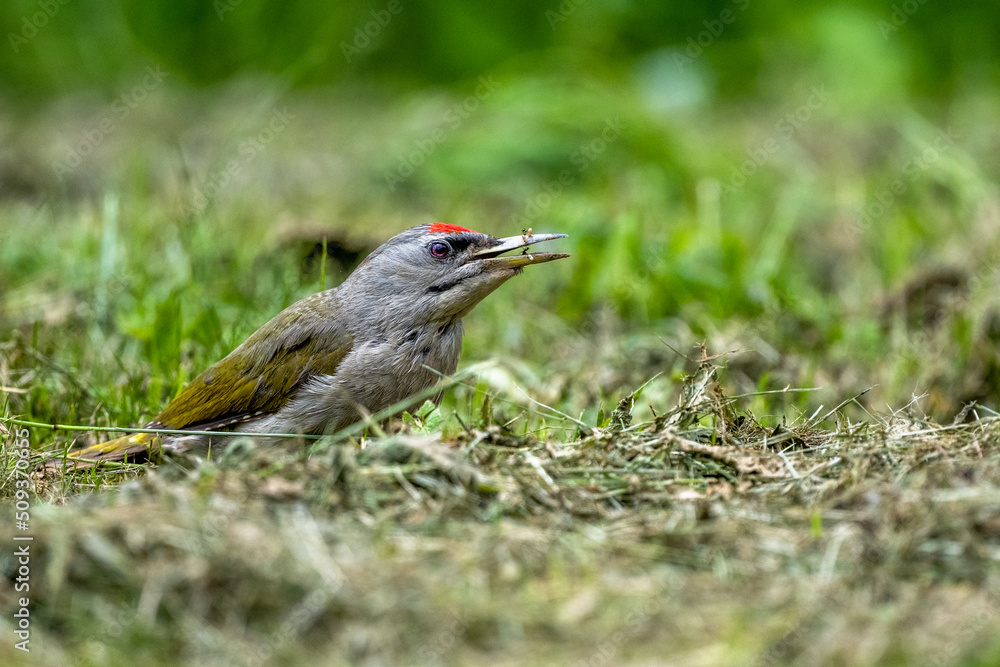 A woodpecker feeding in an anthill. Grey-headed woodpecker, Picus canus. A woodpecker feeding in an anthill. Grey-headed woodpecker, Picus canus.