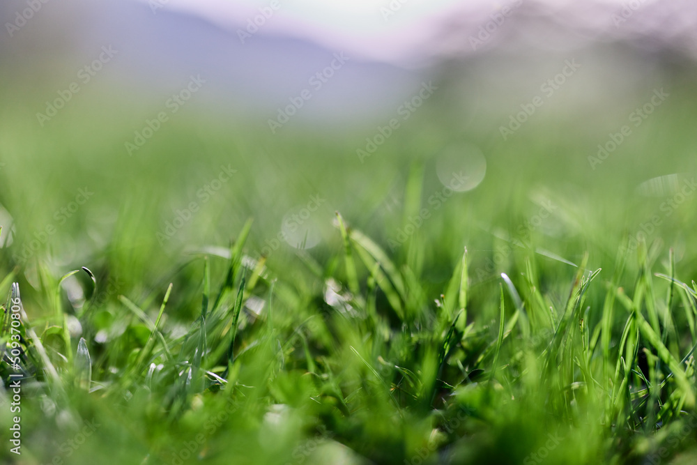 Fototapeta premium Green grass in spring, close-up photo
