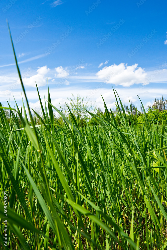 Obraz premium grass and sky