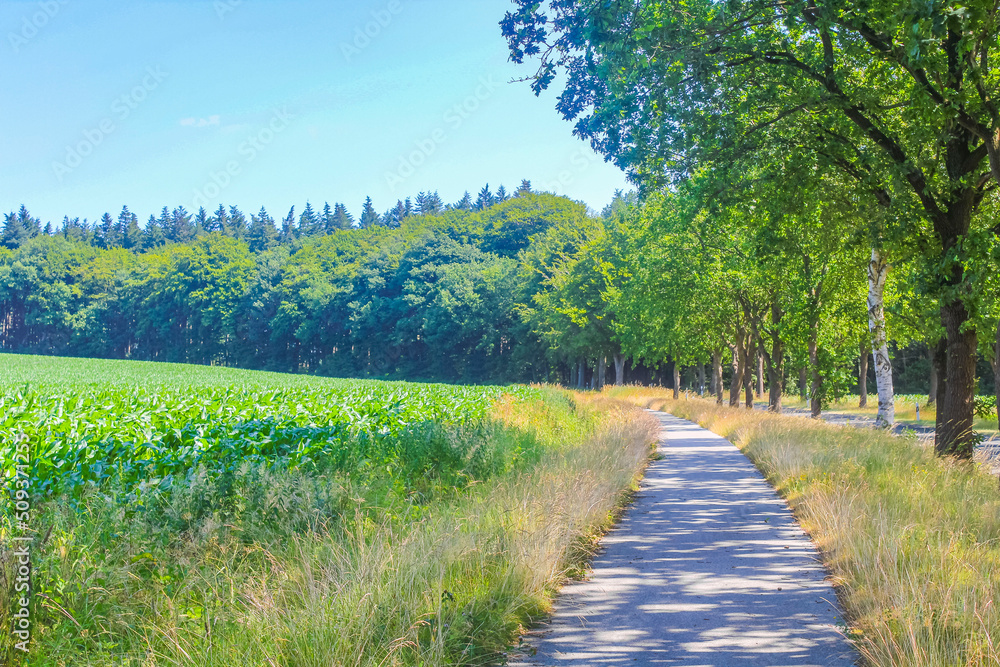 North German agricultural field forest trees nature landscape panorama Germany. North German agricultural field forest trees nature landscape panorama Germany.