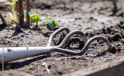 Planting flowers in the garden. A metal small rake with a wooden handle for gardening lies on the ground in a vegetable garden or orchard with stuck clods of soil.