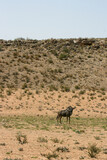 Blue Wildebeest or Brindled Gnu, Kgalagadi, South Africa