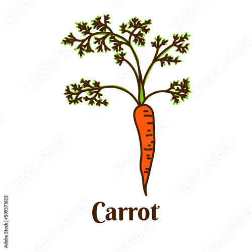 Hand drawn flat cartoon vector illustration of carrot isolated on white background