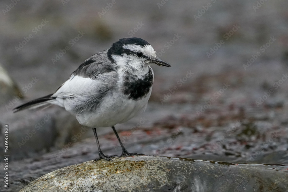 Obraz premium ハクセキレイ