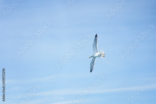 seagull in the sky