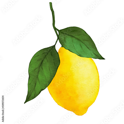 Lemon branch isolated on white digital watercolor illustration.
