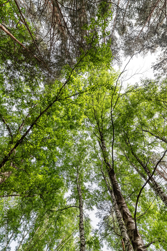 Naklejka premium Bottom-up view of the crown of tall trees