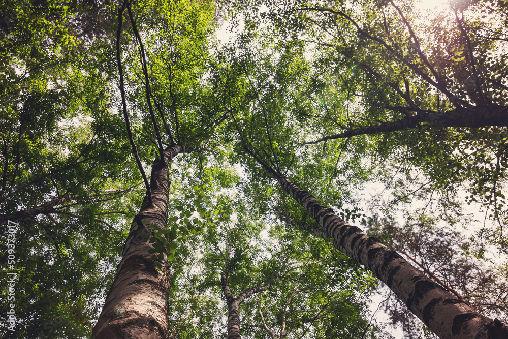Fototapeta premium Bottom-up view of the crown of tall trees