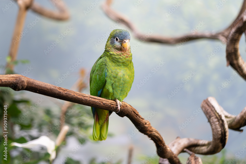 Portrait of Yellow billed amazon (Amazona collaria) perching on a branch Portrait of Yellow billed amazon (Amazona collaria) perching on a branch
