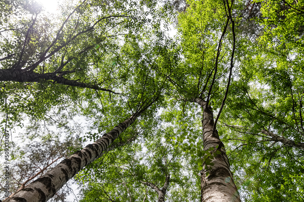 Fototapeta premium Bottom-up view of the crown of tall trees