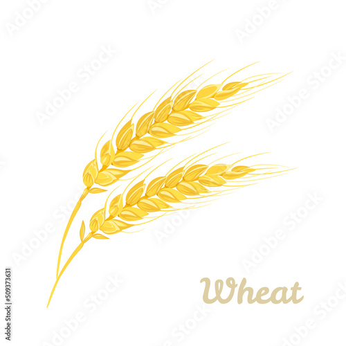 Wheat ears isolated on white background. Vector cartoon flat illustration.