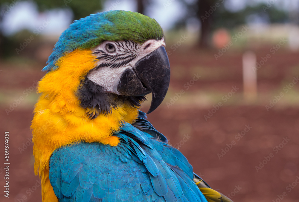 Obraz premium blue and gold macaw