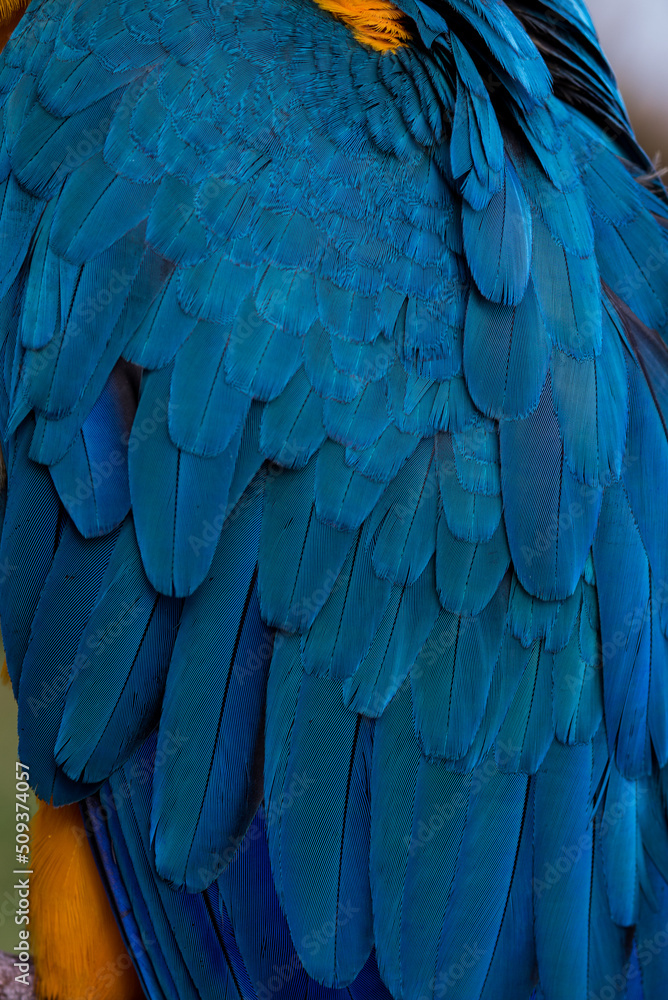 Obraz premium blue and yellow macaw