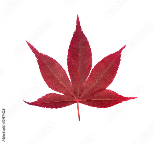 Fall maple leaf isolated on white background