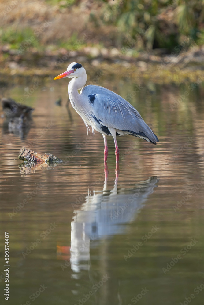 Fototapeta premium アオサギ