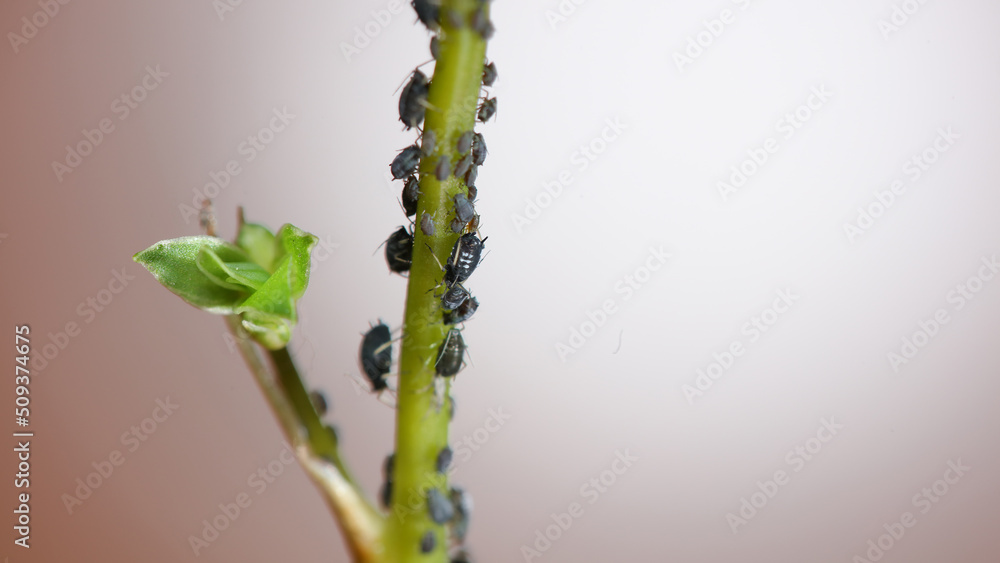 Naklejka premium Pulgones sobre planta.