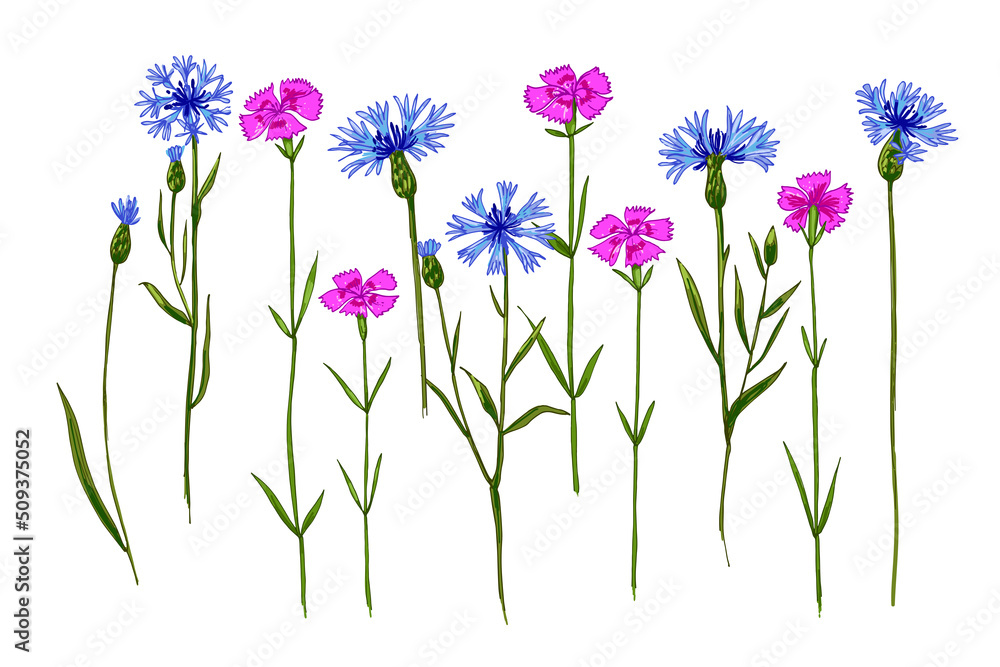 Wild herbs Wildflowers blue cornflowers. Flowers in the wild