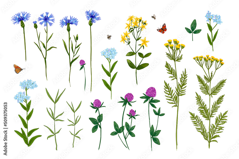 Wild herbs. Wildflowers summer. Red poppies, cornflowers, forget-me-nots, yellow buttercups, ferns - obrazy, fototapety, plakaty 
