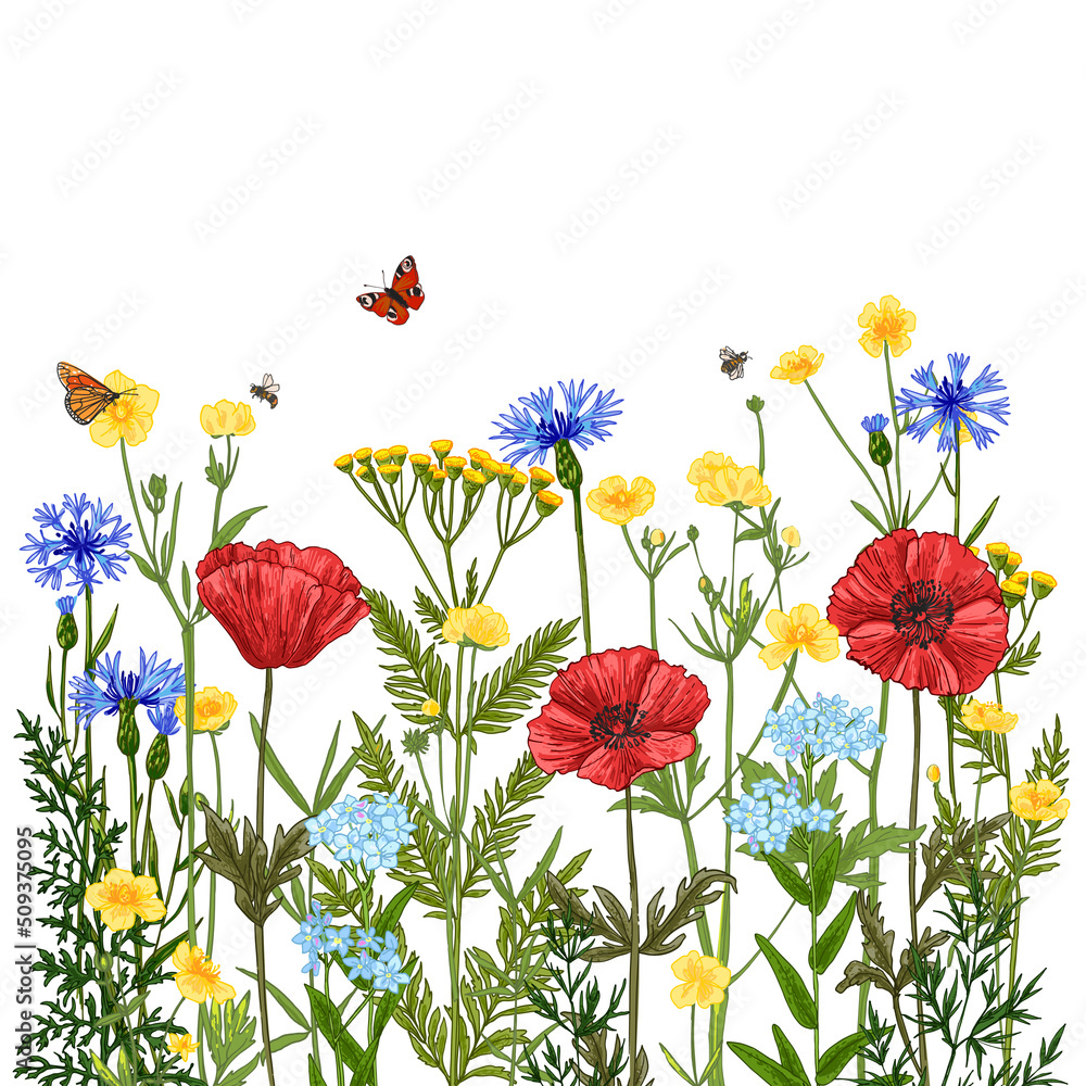 Fototapeta premium Wildflowers in summer. Wild herbs. Red poppies, cornflowers, forget-me-nots, yellow buttercups, ferns, butterflies, bees