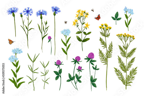 Wild herbs. Wildflowers summer. Red poppies, cornflowers, forget-me-nots, yellow buttercups, ferns