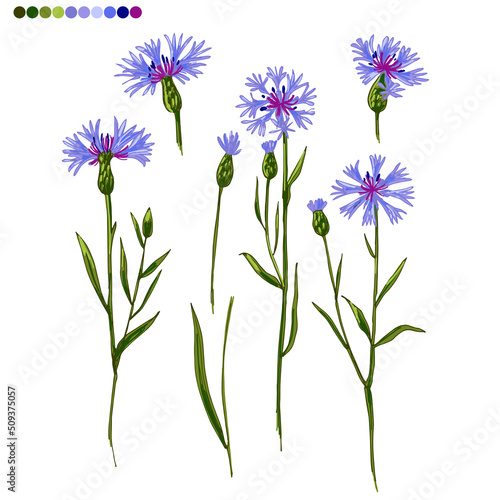 Fototapeta Naklejka Na Ścianę i Meble -  Wild herbs Wildflowers blue cornflowers. Flowers in the wild