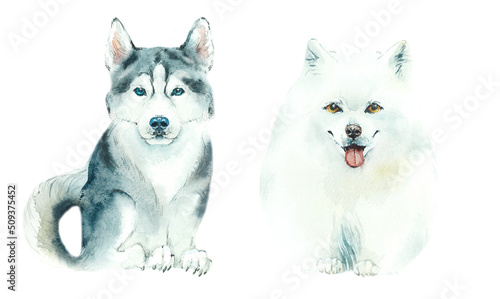 Cartoon Fluffy Dogs. Husky and Samoyed. Watercolor hand drawn illustration