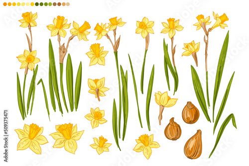 Flowers vector line drawing. Daffodils line drawn on a white background. Spring flowers. Sketch color line.