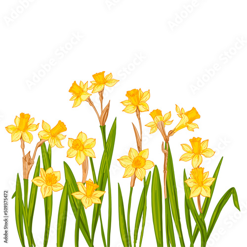 Flowers vector line drawing. Daffodils line drawn on a white background. Spring flowers. Sketch color line.