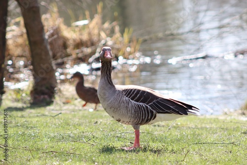 goose on the grass, looking to camera