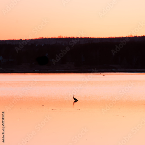 Heron in lake at sunset