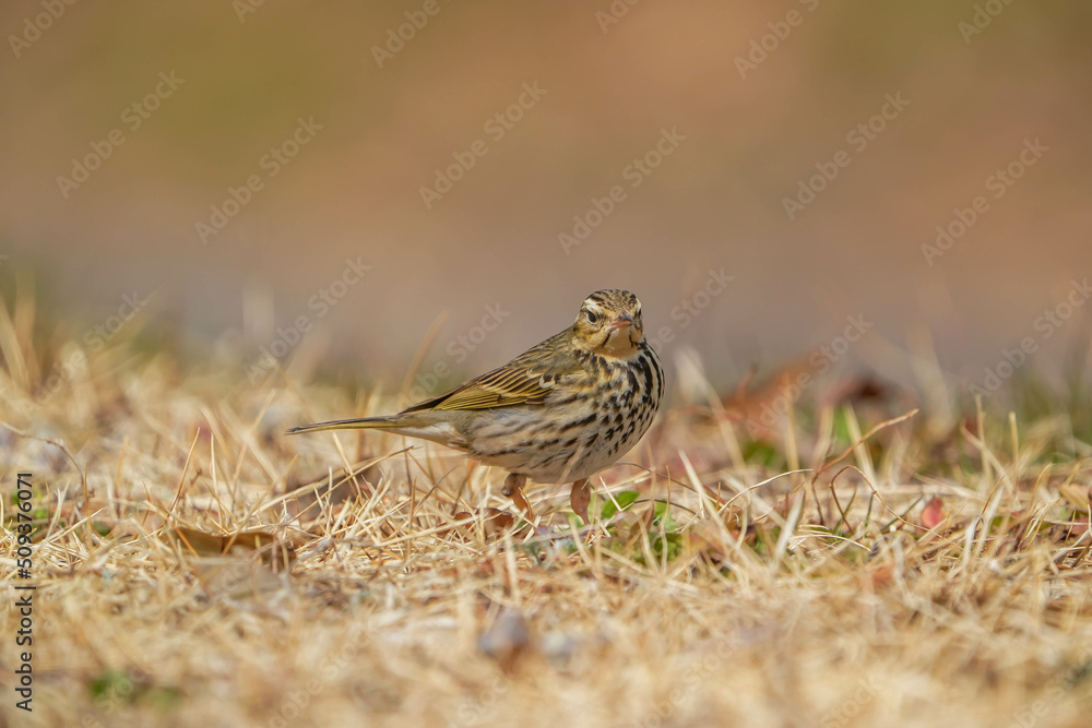 custom made wallpaper toronto digitalビンズイ