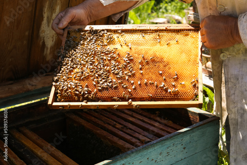 Beekeeper in uniform with comb frame at apiary, closeup
