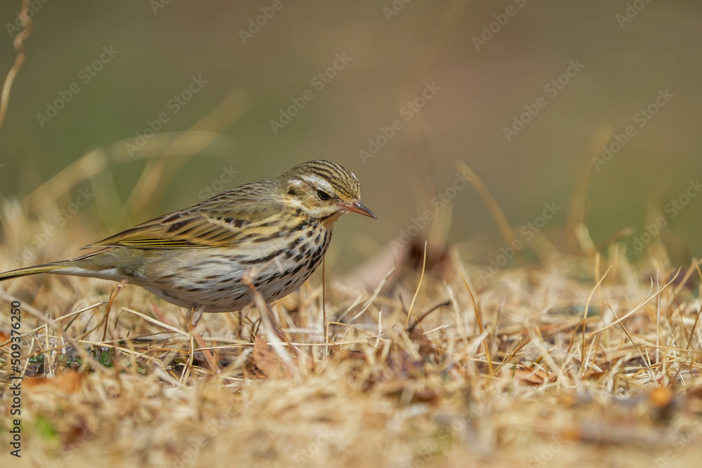 Fototapeta premium ビンズイ