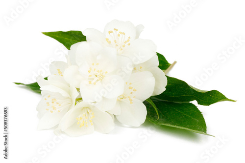 Jasmine flower with leaves isolated on white background.
