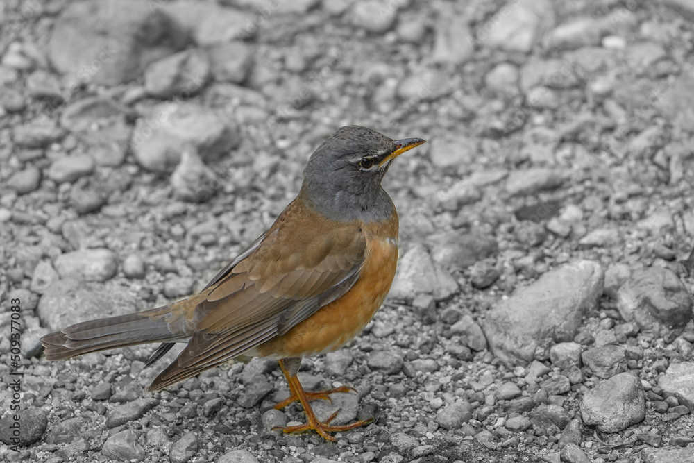 マミチャジナイ