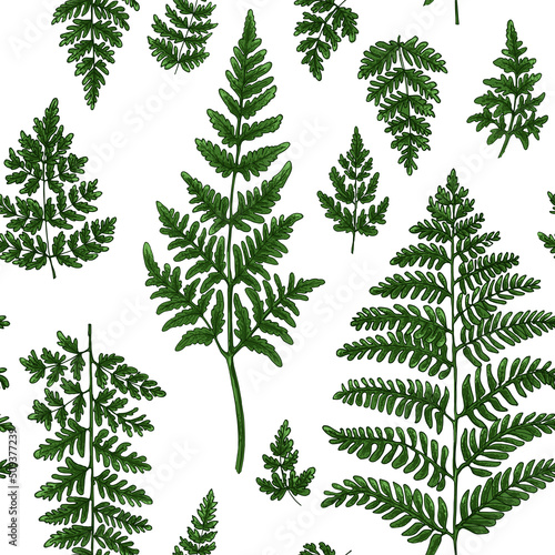 Forest herbs pattern  ferns. Flowers vector drawing.  