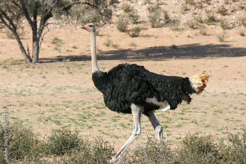 Male Ostrich in the Kgalagadi, South Africa