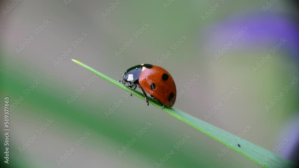 Nice close up shot of ladybug sitting on green grass with bokeh, macro collection, summer time insects and nature Nice close up shot of ladybug sitting on green grass with bokeh, macro collection, summer time insects and nature