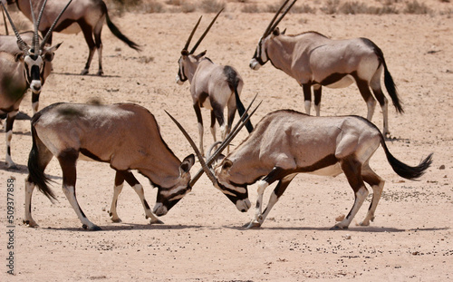 Gemsbok or South African Oryx rutting in the Kgalagadi  South Africa