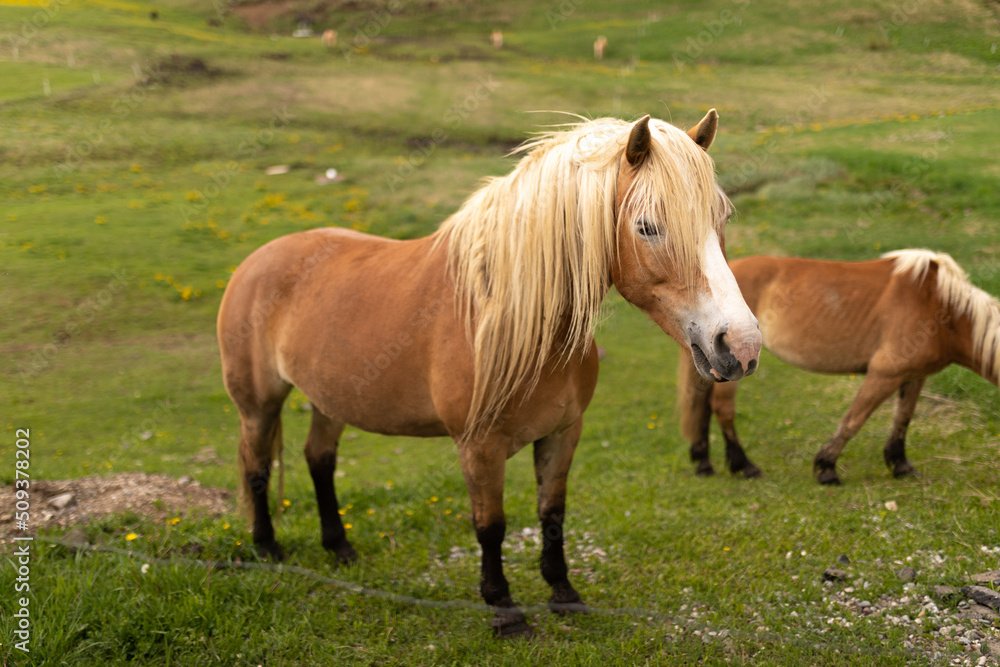 A beautiful thoroughbred horse in a green field A beautiful thoroughbred horse in a green field