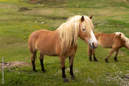 A beautiful thoroughbred horse in a green field